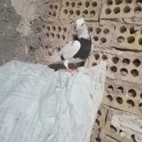 ماده طوقی|حیوانات|بروجرد, |دیوار