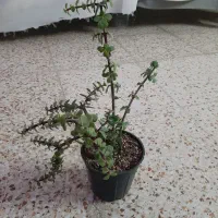 کاکتوس زیبا|گل و گیاه طبیعی|شاهین‌شهر, اقبال لاهوری|دیوار