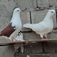 جفت طوقی|پرنده|اردبیل, |دیوار