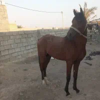 اسب نریون شناسنامه دار