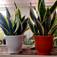 گل آپارتمانی مناسب روز مادر|گل و گیاه طبیعی|بیرجند, |دیوار