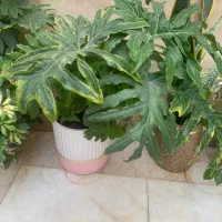 گل طبیعی|گل و گیاه طبیعی|تهران, اتابک|دیوار