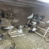 کبوتر فروشی