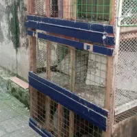 جفتگا کبوتر'|لوازم جانبی حیوانات|رشت, باهنر|دیوار