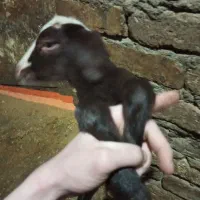 بره شیری|حیوانات مزرعه|جوکار, |دیوار