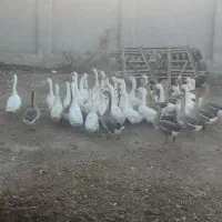 قوغاز اسراییلی