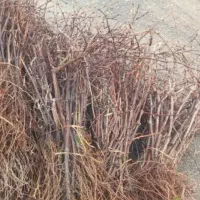 ریشه انگور کشمش 2 ساله