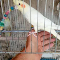 عروس هلندی فوق دستی|پرنده|صباشهر, |دیوار