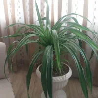 گیاه پاندانوس کاملا سرحال و زیبا