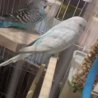 مرغ عشق باتمام وسایل با تقویتی ها