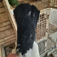 یک نر و ماده و یک اشعل سرور|پرنده|شیراز, آزادگان|دیوار