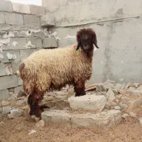 شیشک کله زنگ|حیوانات مزرعه|شوشتر, |دیوار