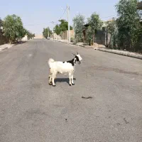 بز‌  ‌|حیوانات مزرعه|دزفول, |دیوار