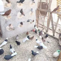 کبوتررنگی