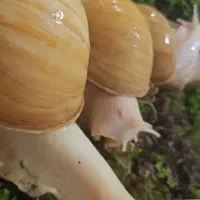 حلزون ، حلزون تراپی  مکمل حلزون
