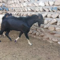 حیوانات مزرعه|حیوانات مزرعه|بندرعباس, |دیوار