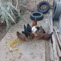 فروش مرغ عربی اصل|حیوانات مزرعه|رامشیر, |دیوار