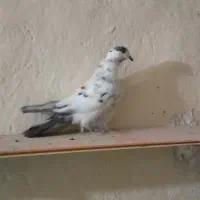 دوتا ماده یک سین سفید با سیا بالک