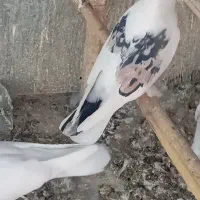 نر لک دوش،،سرور آتشی