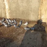 کبوترموشی نقره ای طوق سفید|پرنده|چناران, |دیوار