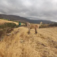 توله ۹ماهه