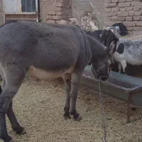 الاغ ماده|حیوانات مزرعه|کرمان, |دیوار