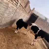 گوساله خالص لاغر|حیوانات مزرعه|جوادآباد, |دیوار