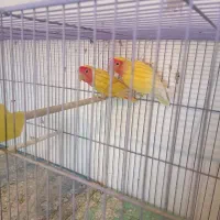 یک‌جفت‌کوتوله‌ودوجفت‌مرغ‌عشق‌مولد|پرنده|آذرشهر, |دیوار