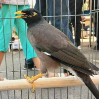 مرغ مینا سخنگو با قفس کاملا نو