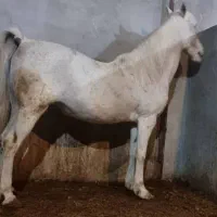 مادیان کرد|اسب و تجهیزات اسب‌سواری|کرمانشاه, |دیوار