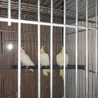 فروش تعدادی عروس هلندی لوتینو|پرنده|اهواز, پردیس|دیوار