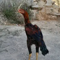 جوجه لاری|حیوانات مزرعه|رشت, گلسار|دیوار