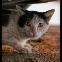 با دوربینcanon عکس پرتره حرفه