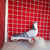 دو تا نر واز دمگیر|پرنده|اصفهان, اطشاران|دیوار