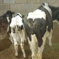 فروش ۹ رائس گوساله قطع شیر|حیوانات مزرعه|اراک, |دیوار