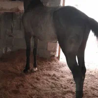 اسب نریون|اسب و تجهیزات اسب‌سواری|اصفهان, محمودآباد|دیوار