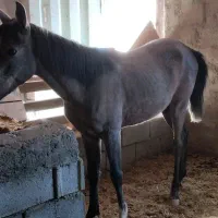 کره اسب|اسب و تجهیزات اسب‌سواری|دورود, |دیوار