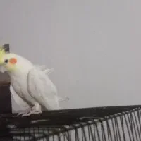 عروس هلندی|پرنده|هامون, |دیوار