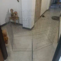پارک سگ