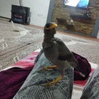 مینامعاوضه مرغ عشق