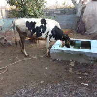 گاو هلشتاین ماده|حیوانات مزرعه|لولمان, |دیوار