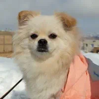 واگذاری پامر اصیل