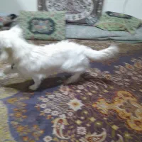 سگ پا کوتاه|سگ|کمیجان, |دیوار