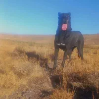 واگزاری جفت ماده هم سفید هم سباه