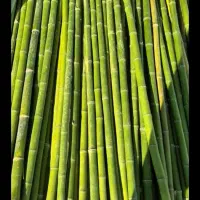 لوله بامبو مخصوص ماهی گیری 3متری 4متری