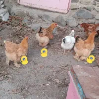 مرغ برهما موجوده