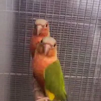 مولد گیرینچیک فول رد