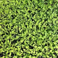 تولیدی خاک نشا و نشا گوجه|گل و گیاه طبیعی|کهنوج, |دیوار