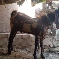 فروش تیشتر