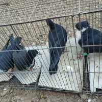 جفت کفتر|پرنده|زرند, |دیوار